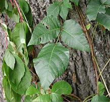 Poison Ivy closeup.