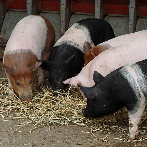 Photo: Piglets feeding.