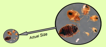 actual size of a bed bug