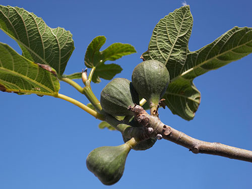 Photo: fig on tree branch.