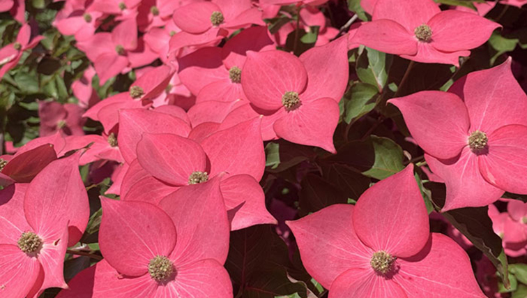 Photo of Rutgers Develops New Hardy Dogwood Varieties That Sparkle