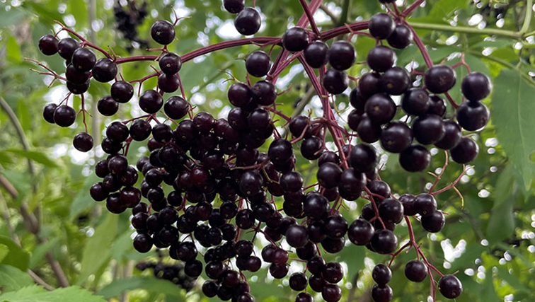 Photo of Elderberry: A Potential Niche Crop for New Jersey Growers