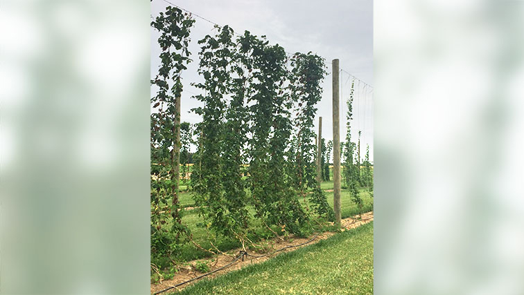 Photo of Homebrewers' Guide to Growing Hops in the Backyard