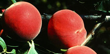 Photo of Encore peaches.