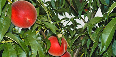 Photo of Flamin' Fury peaches.