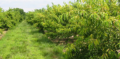 Photo of peach orchard.