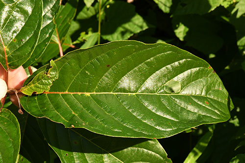 Cephalanthus occidentalis foliage.
