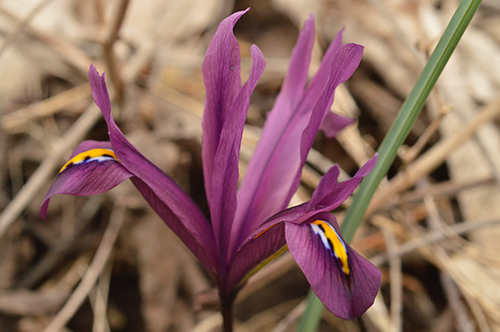 Iris reticulata.