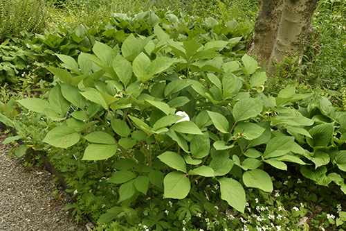 Paeonia japonica.