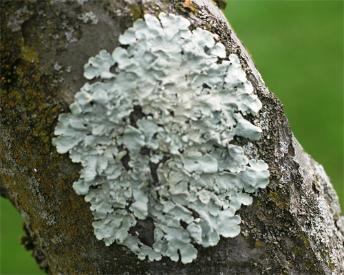 Photo: Lichens on tree trunk.