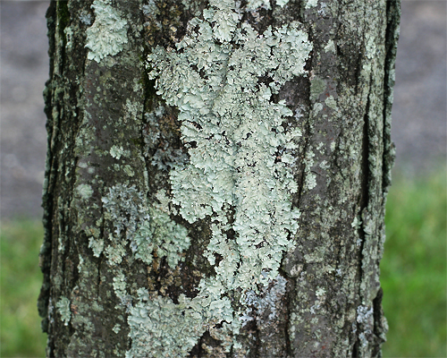 Photo: Lichen and moss on oak bark.