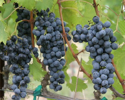 Photo: Blue grapes.