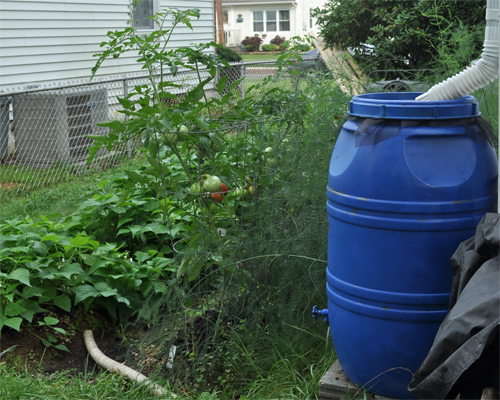 Photo: Rain barrel near a vegetable garden.