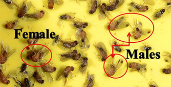 Figure 4.
