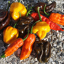 Photo of peppers.
