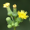 Photo of Sow Thistle.