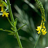 Photo of Yellow Sweet Clover.