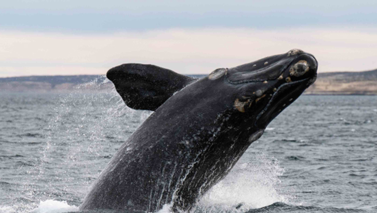 Photo of Al-powered Tools to Help Improved Monitoring of Marine Species Monitor