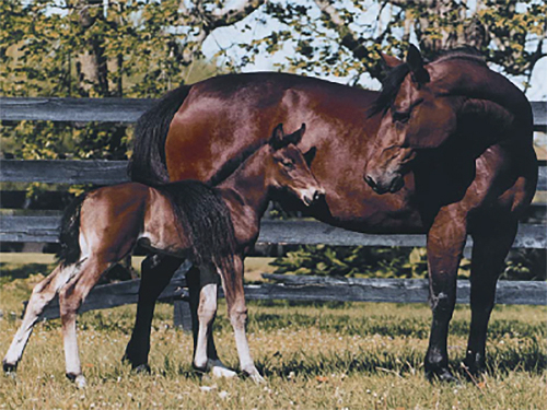 Photo: horses.