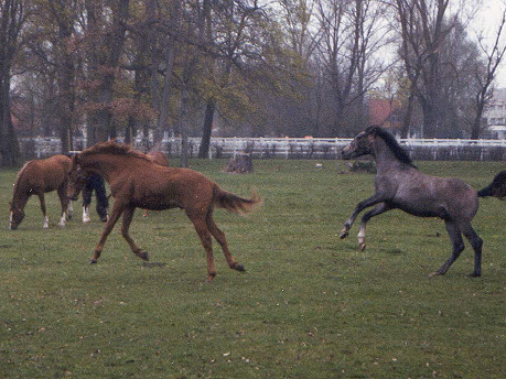 Photo: Young horses jumping.