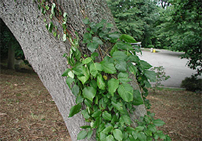 Poison Ivy on tree.