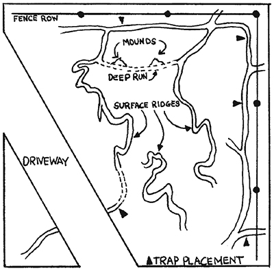 Drawing of mole runways.