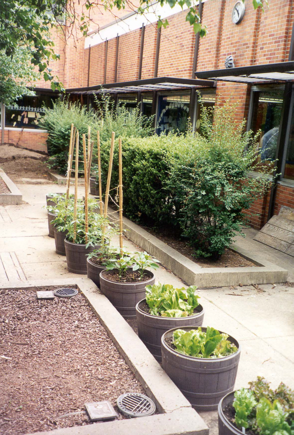 20 Best Vegetables for Container Gardening - Growing In The Garden