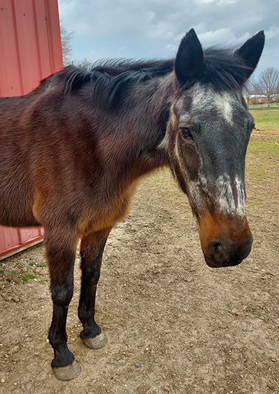 Aged horses are at increased risk of having excessive oxidative damage and therefore could require more antioxidants.