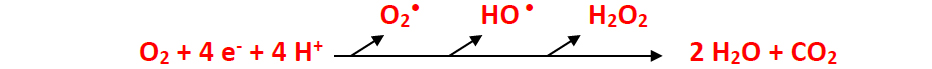 Figure 2. ROS are normally produced from oxygen metabolism. Where oxygen uses 4 electrons and 4 hydrogens to form 2 waters and carbon dioxide. In the meantime give off ROS like superoxide radical, hydroxyl radical, and hydrogen peroxide