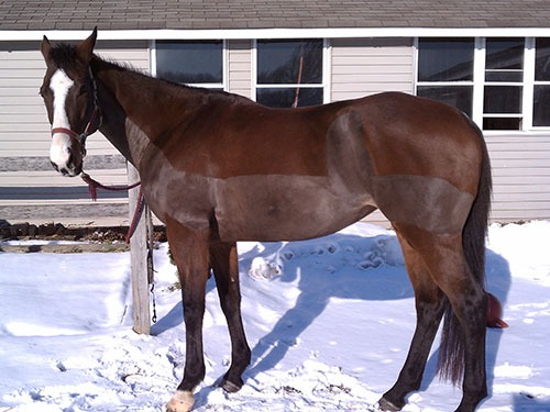 Horse with a trace clip.