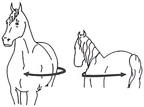 Drawing of a horse.