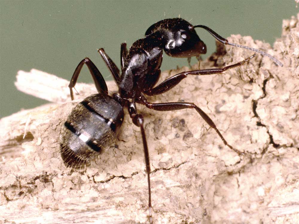 carpenter ants size