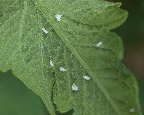 Photo: Whitefly - courtesy of Peter Nitzsche.