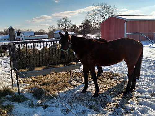 Photo: Horse.