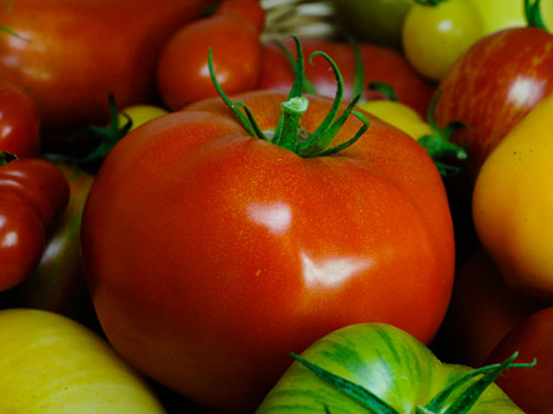 Photo: Tomatoes.