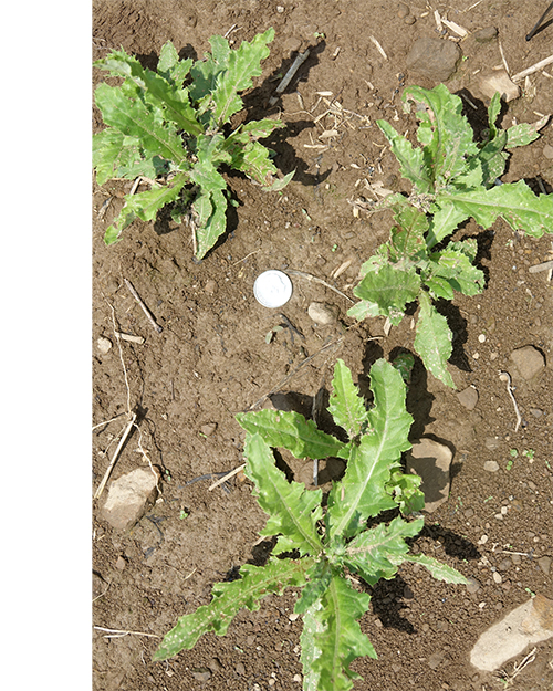 Young thistle plants.