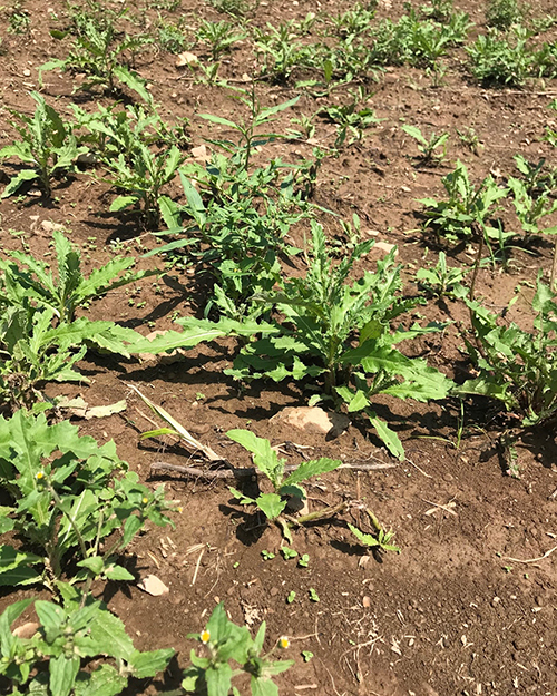 Bare ground thistle.