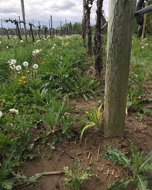 Vineyard thistle.