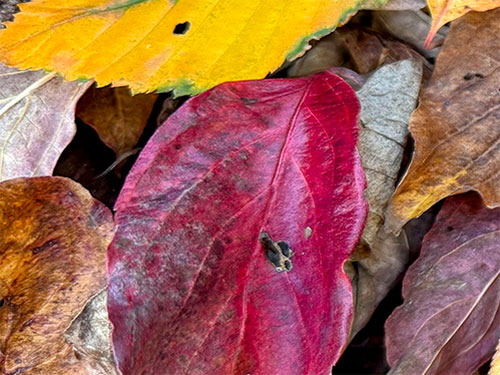 Photo: Leaves panorama.