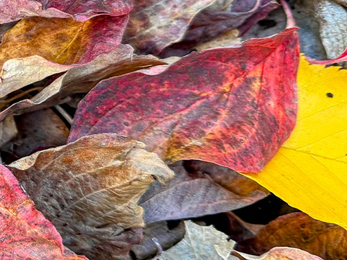Photo: Leaves panorama photo 3 of 3.