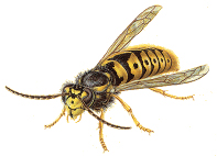 Paper Wasps and Yellow Jackets  Nebraska Extension in Lancaster County