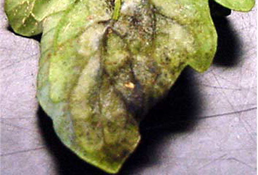 Figure 6.
