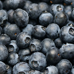 Harvested blueberries.