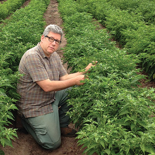 Photo: Jim Simon next to African edible nightshade (Solanum spp.), a popular highly nutritious leafy green vegetable.
