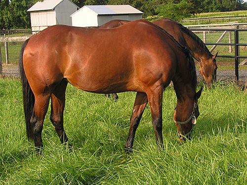 Horses grazing.