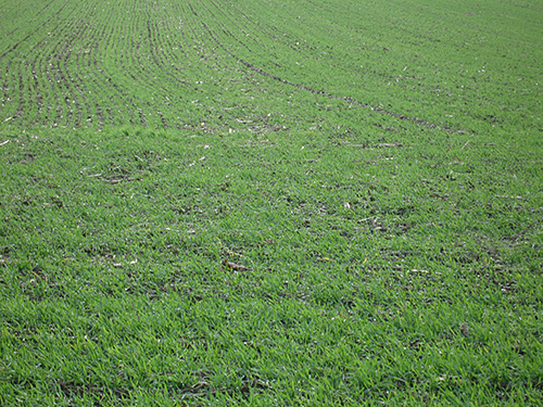 Fall cover crop.