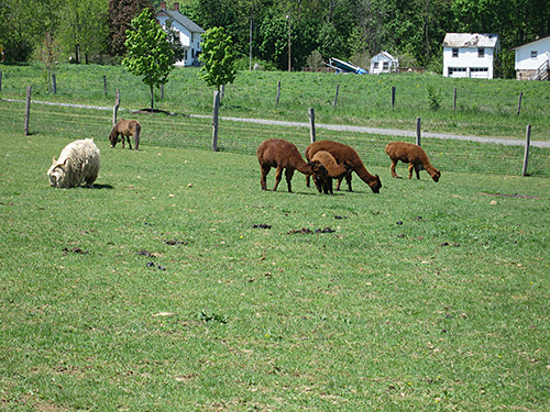 Alpacas on pasture.