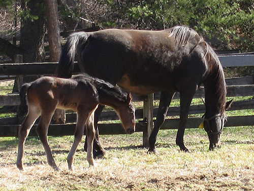 Standardbred mare and foal.