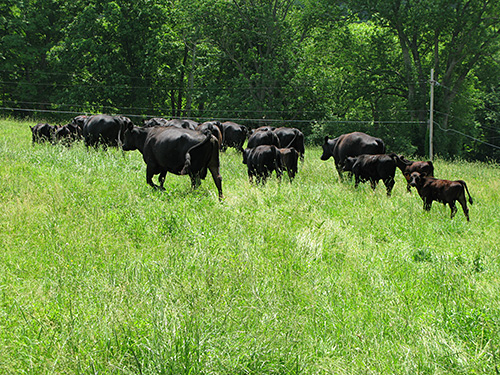 Beef cows on pasture.