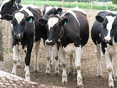 Dairy heifers.